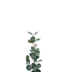 Eucalyptus med bær 70 cm 1