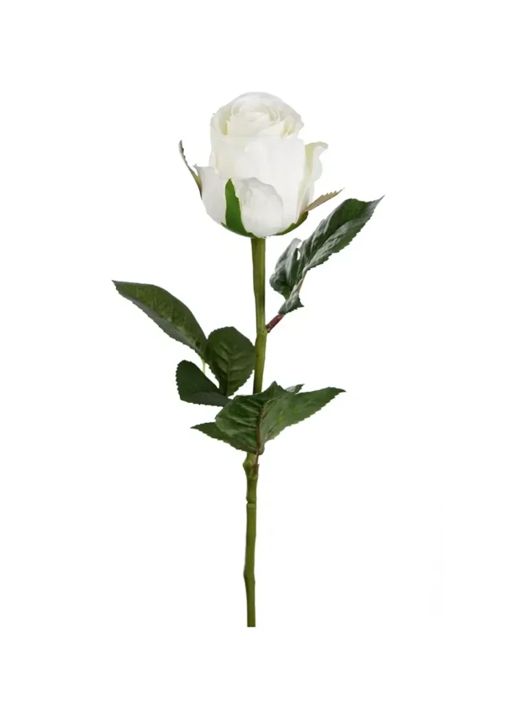 Rose Hvit 9603-10
