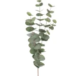 Eucalyptus 9953-95 1