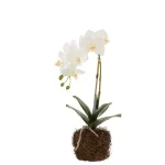 Orchid White Green S 23x17x40cm 12486 1