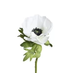 Anemone 9685-10 1