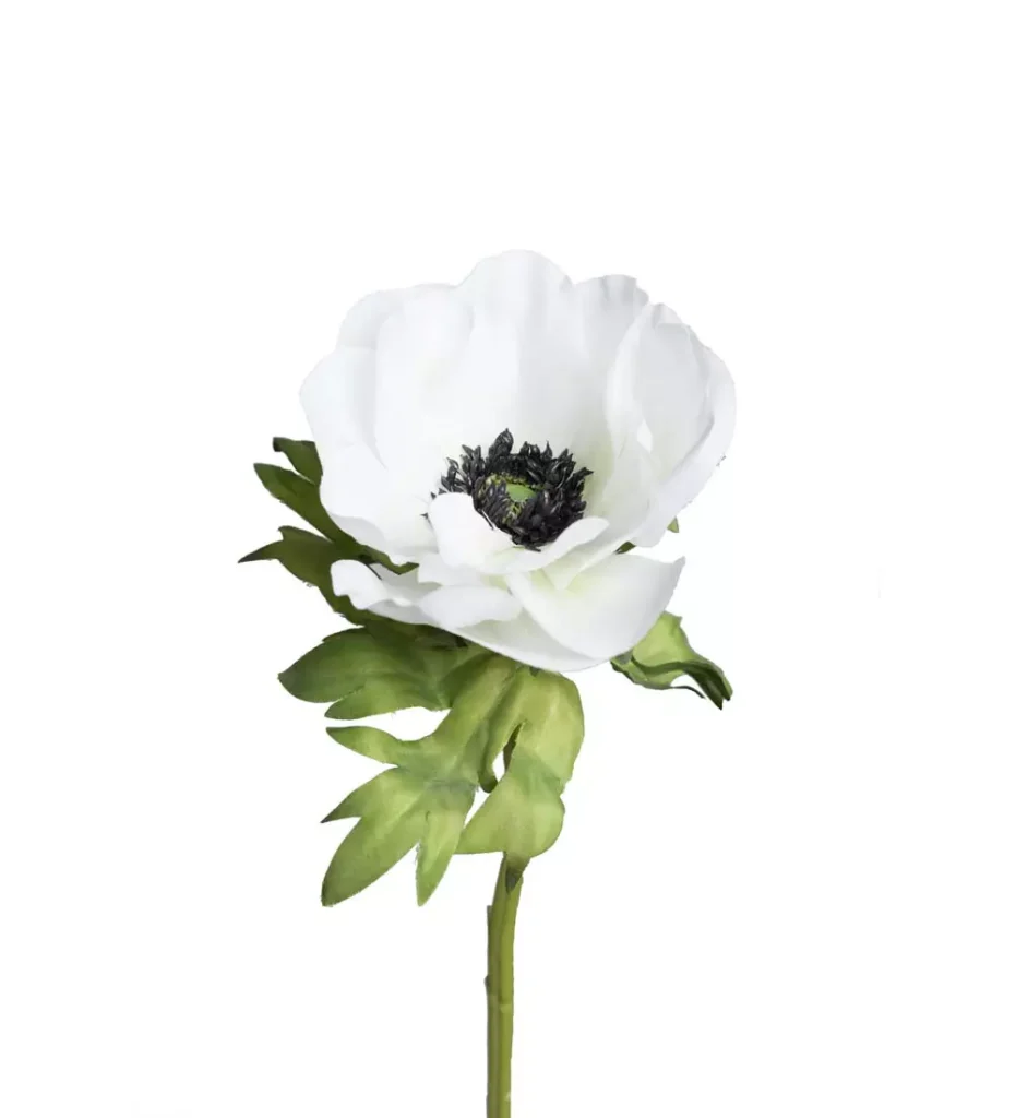Anemone 9685-10