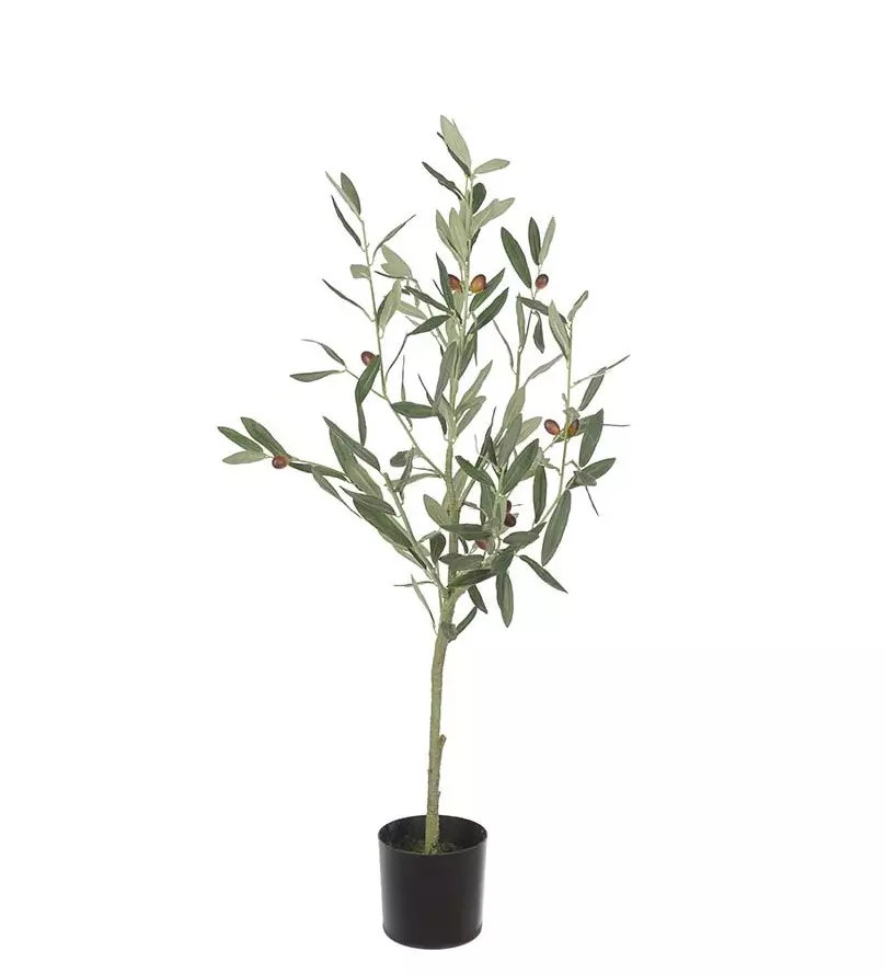 Oliven 7024-090