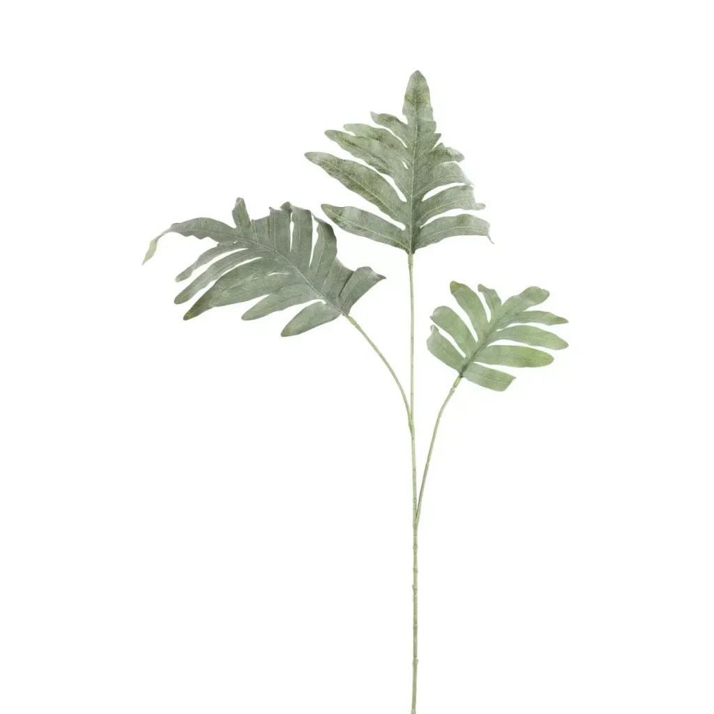 Leaves Plant Green Phelbpodium 702483