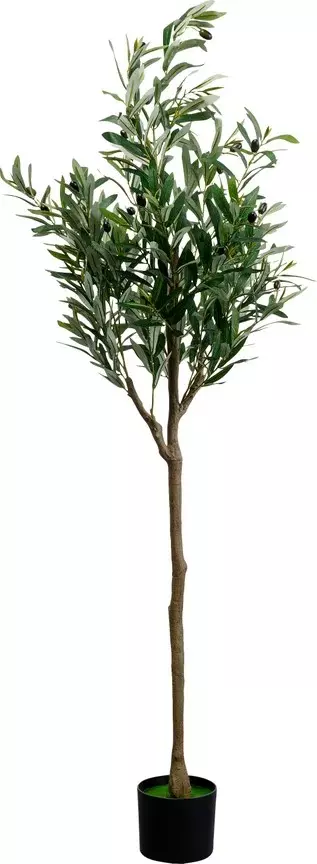 Plant Olive Tree h150cm 55924