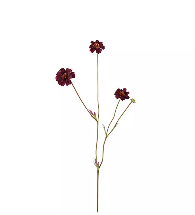 Coreopsis 4838-85