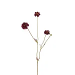 Coreopsis 4838-85 2
