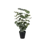 Eucalyptus h 55 cm 2
