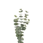 Eucalyptus gren 60 cm 3