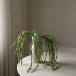 Green Amaranthus Flower 4