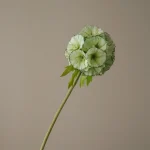 Light Green Scabiosa Seed Pod Flower 3