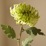 Semi-Cactus Dahlia Flower – Lys grønn 3