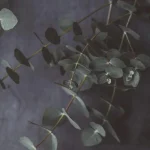 Eucalyptus gren 60 cm 1