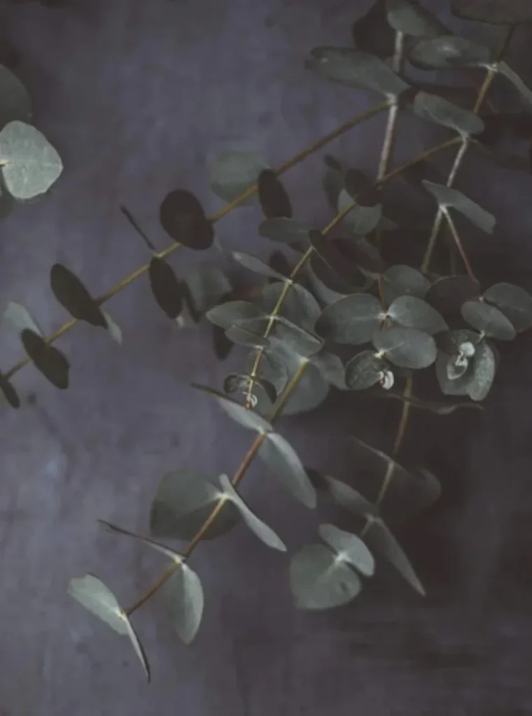 Eucalyptus gren 60 cm