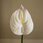 Small Anthurium Flower – Hvit 3