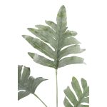 Leaves Plant Green Phelbpodium 702483 5