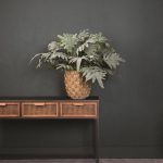 Leaves Plant Green Phelbpodium 702483 3